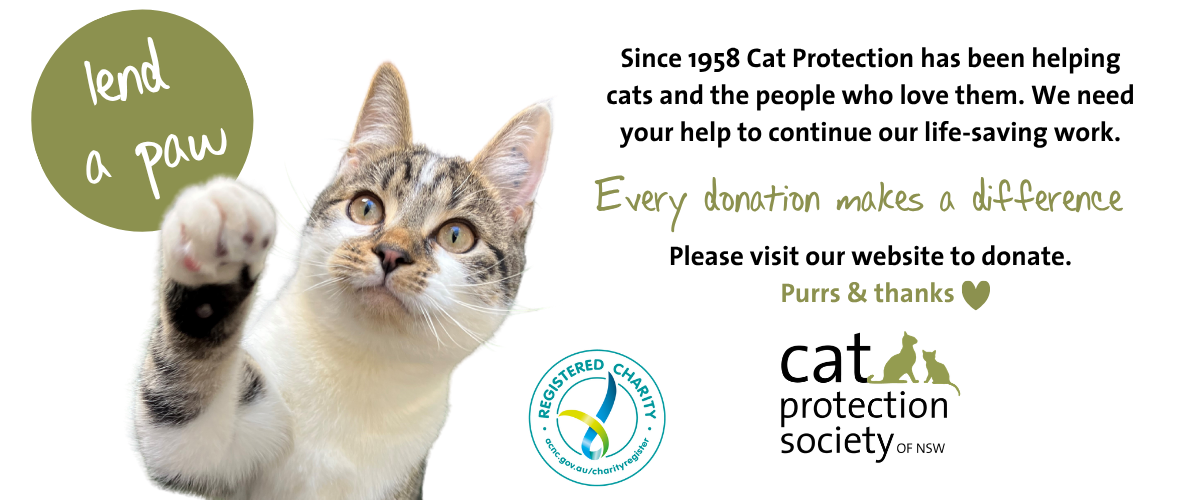 charity donation and cat adoption adopting cat with cat protection society