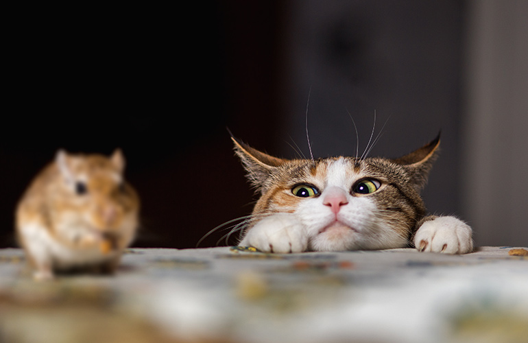 1. Mice
