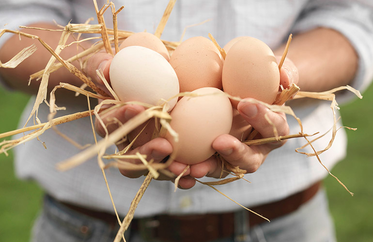 People with high cholesterol shouldn’t eat eggs