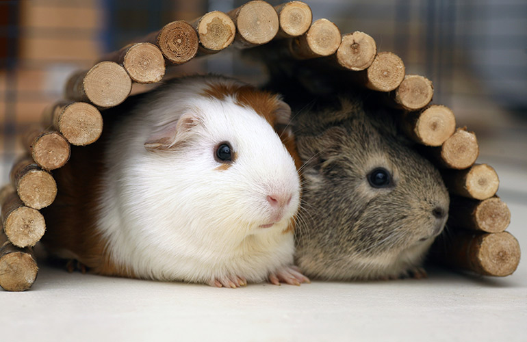 2. Guinea Pigs