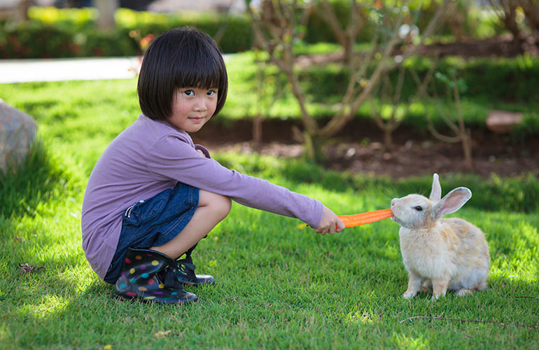 3. Rabbits