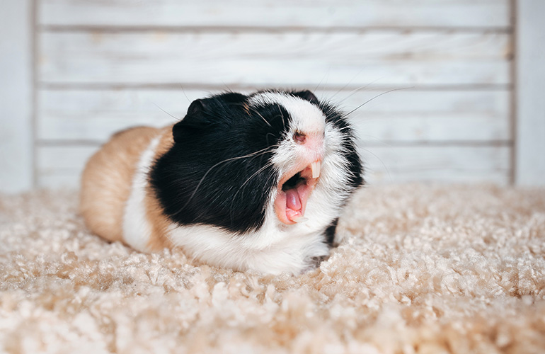 Your guinea pig sings