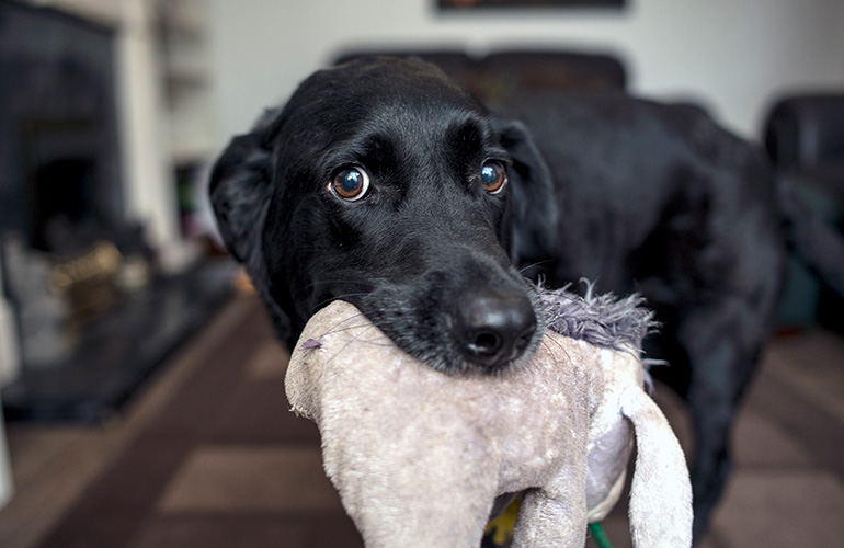 Your dog brings you her favourite chewie toy