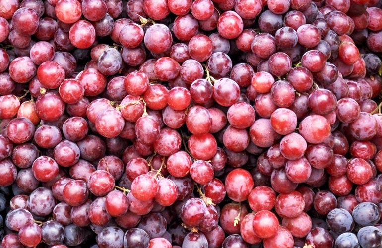Fruit