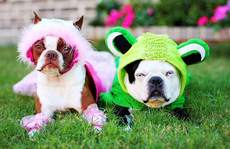 Dressing them up