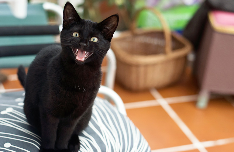 Your cat meows just for you