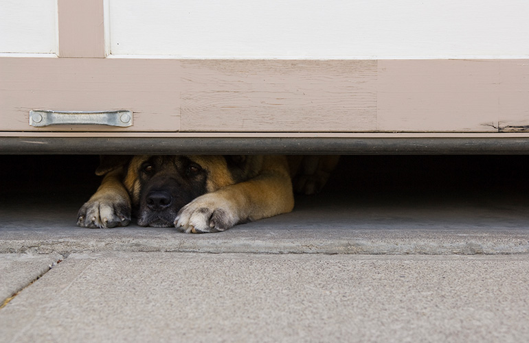 Locking them in the garage during fireworks