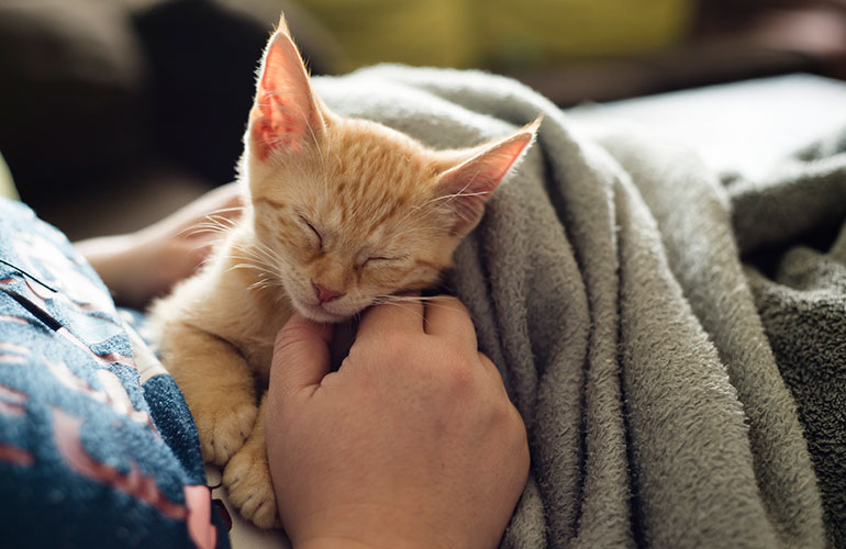 Your cat lays on your lap and purrs