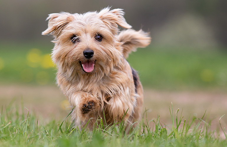 Your dog wags his tail so hard he goes in circles