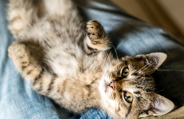 Your cat bares her furry tummy