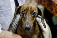 28 ways your pet is trying to say “I love you”