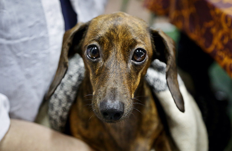 Your dog pats or hugs you when you’re crying