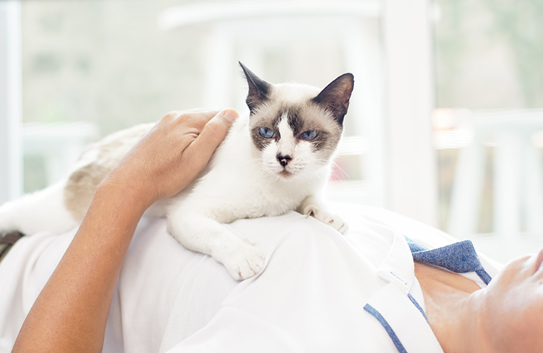 Your cat is making bickies on your belly