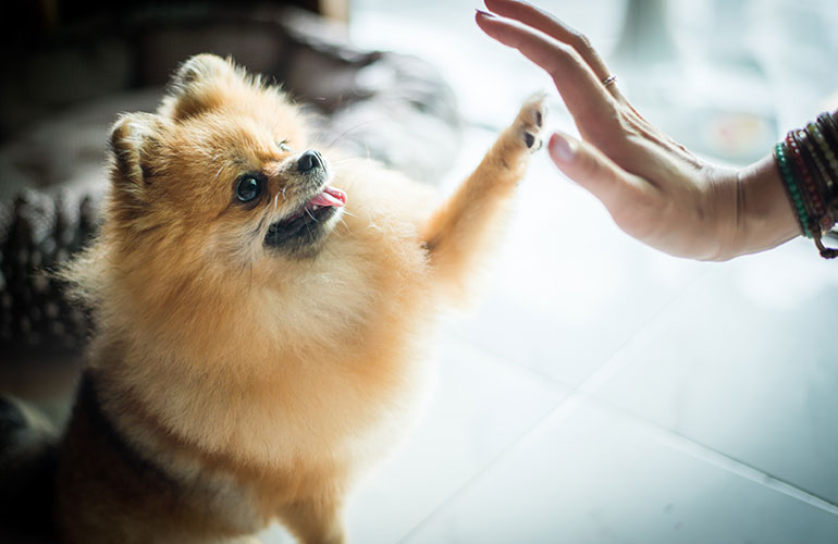 Your dog gives you a high five when you hold your hand up