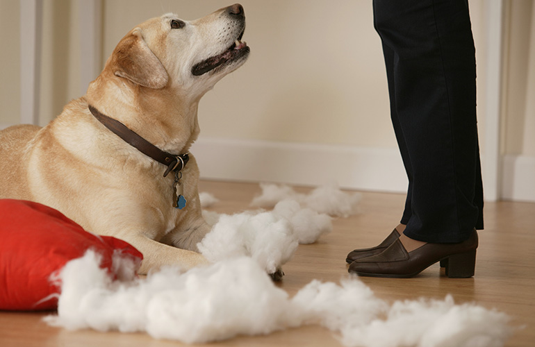 Your dog chews up your favourite pillow
