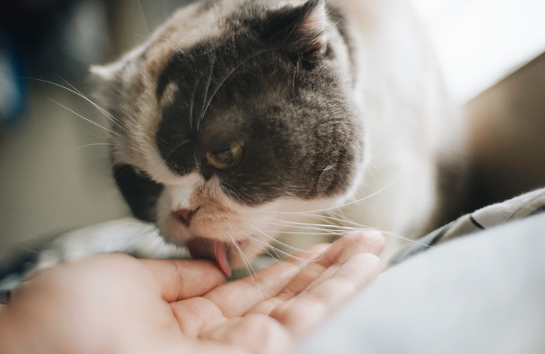 Your cat gives you a tongue bath