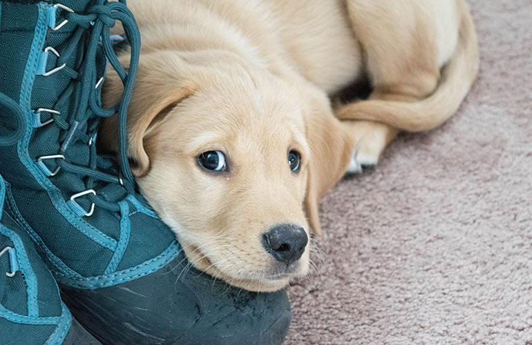 Your dog carries your stinky shoes around