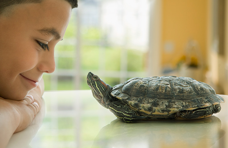 Your turtle plays with you