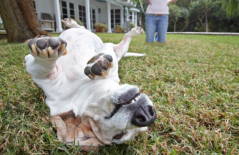 Your dog rolls over as soon as you walk up