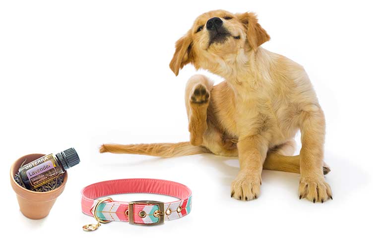 6. Scent dog collars with essential oils