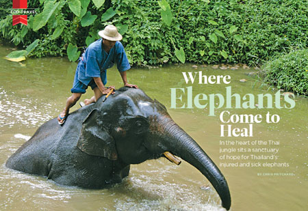 Where Elephants Come to Heal