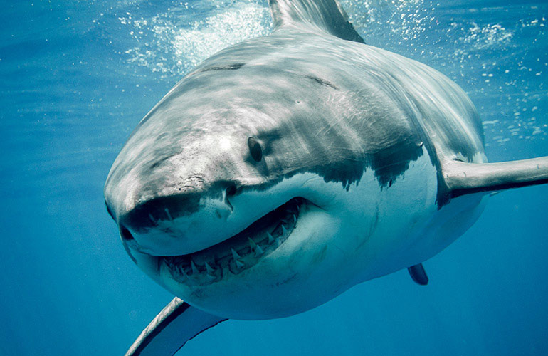 The Shark Wrestler