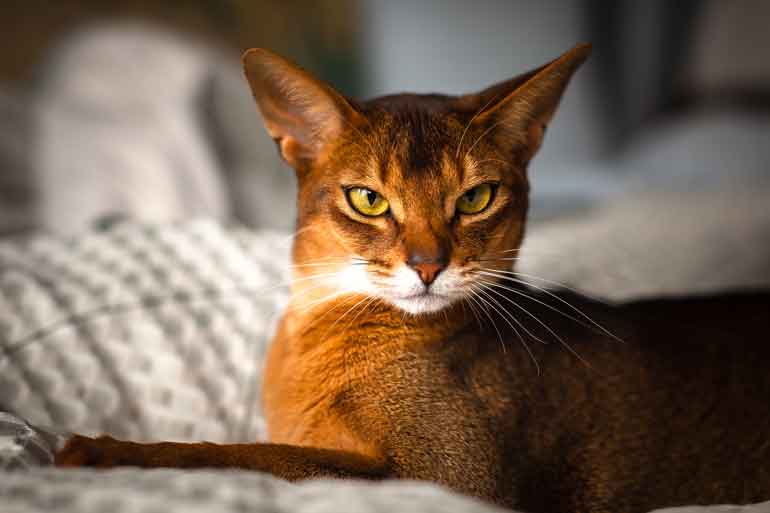 8. Abyssinian