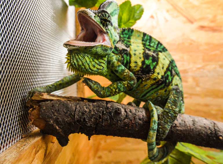 4. Housing herps