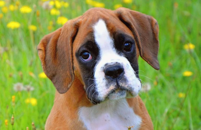 43. Thinking a boxer will act the same as your childhood pet