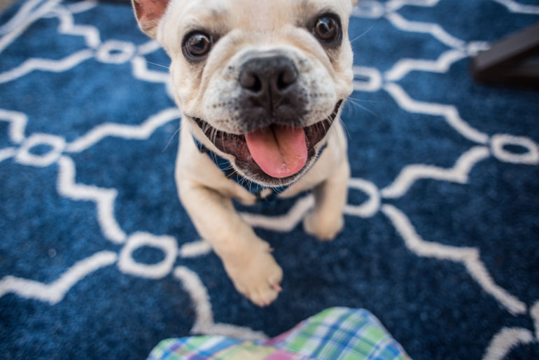 12. Not learning your dog’s love language