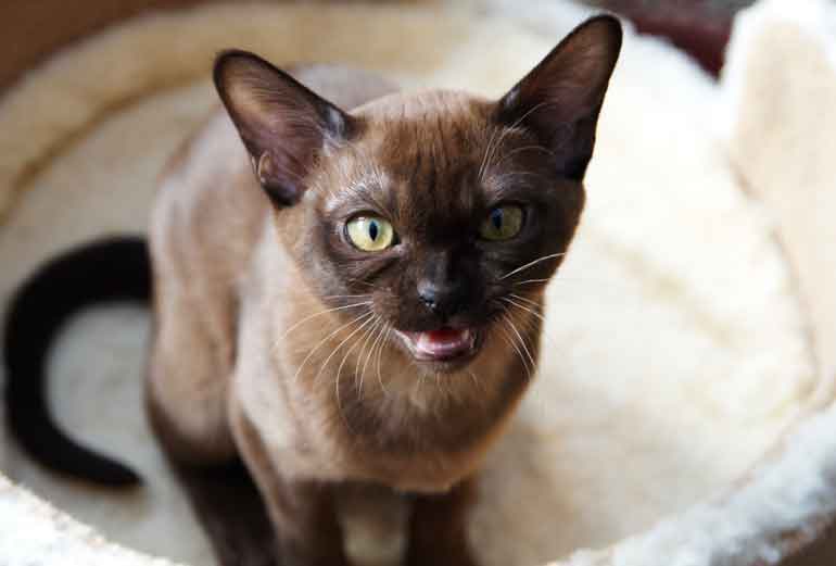 2. Burmese