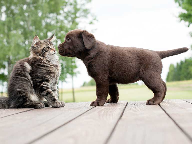 7. Introducing your pets