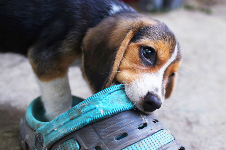 42. Thinking your dog is getting revenge by chewing shoes
