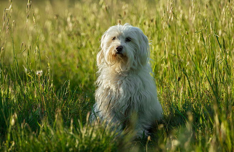 9. The Coton de Tulear