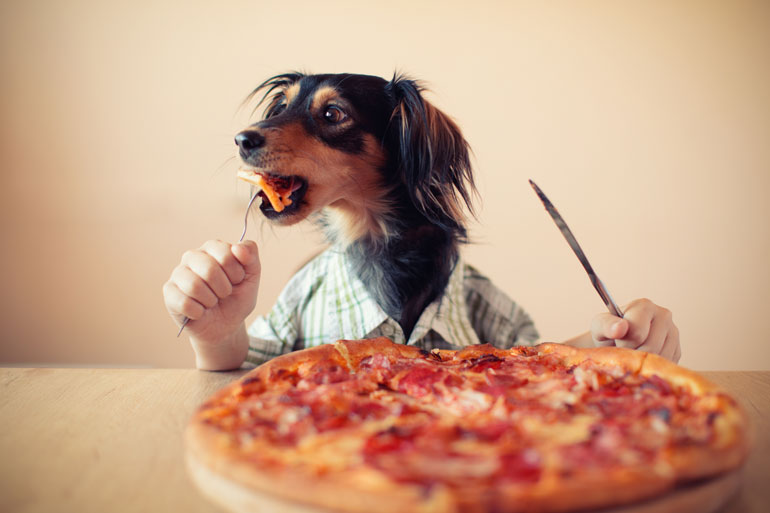 5. Feeding your dog off your plate