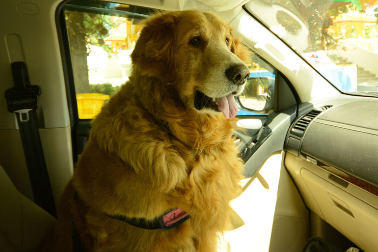 27. Leaving your pup in a hot car for “just a minute”