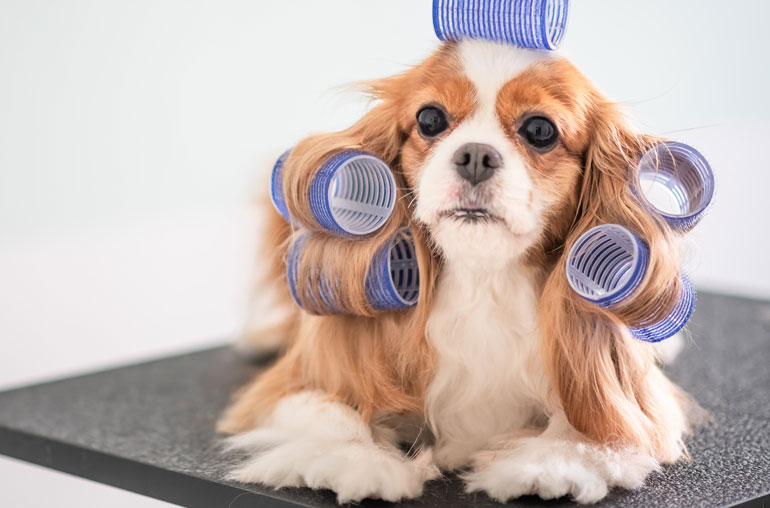 29. Dropping off your dog at the groomers