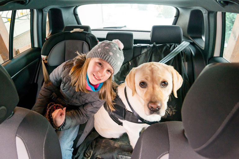 52. Not using a seat belt for your dog
