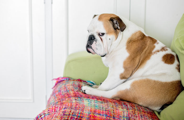 16. Laughing when your dog sneaks onto the couch