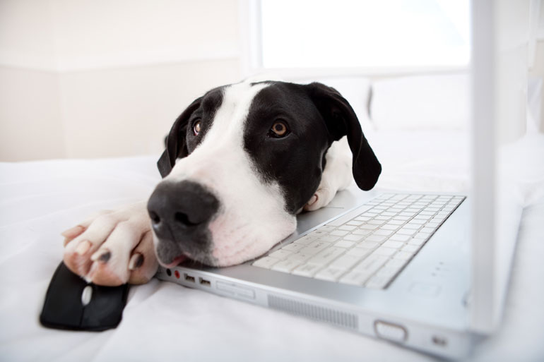 2. Not registering the microchip