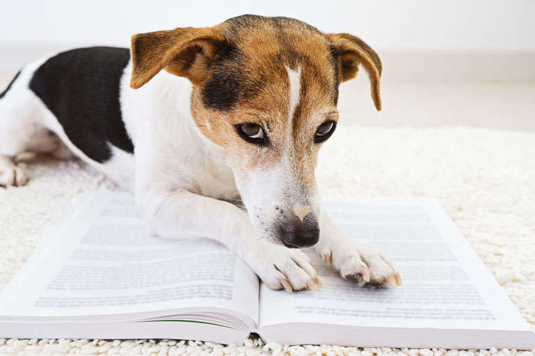 20. Overestimating your dog’s intelligence
