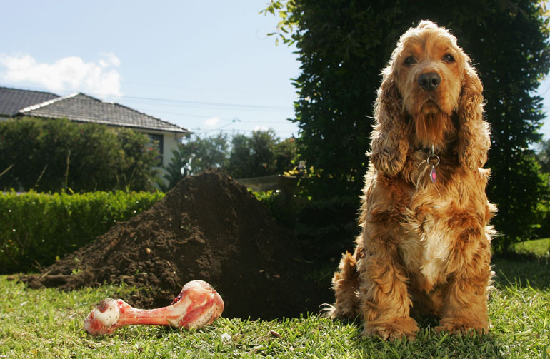 38. Assuming your dog knows right from wrong