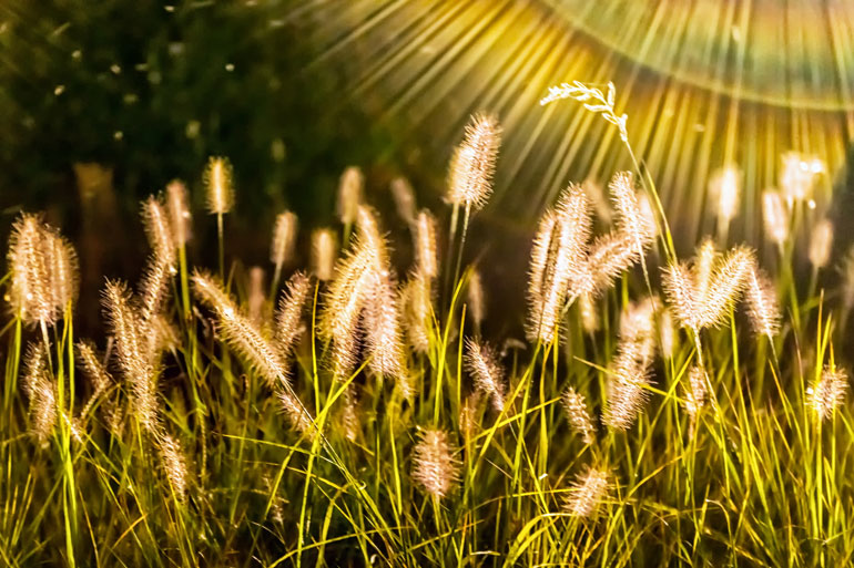 35. Walking through foxtails