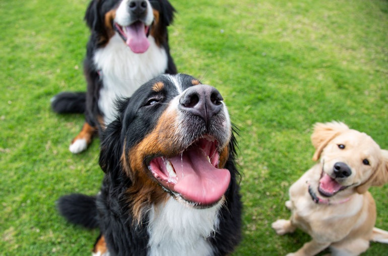49. Taking your new puppy to the dog park