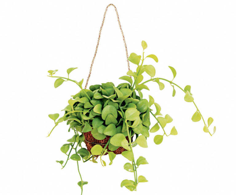 7 Tips to Keep Plants Alive While You Are Away