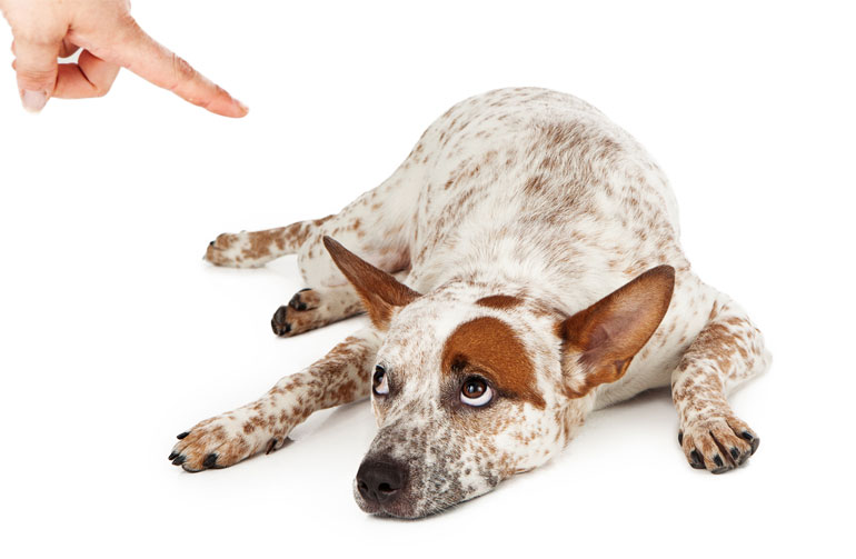 17. Lecturing your dog