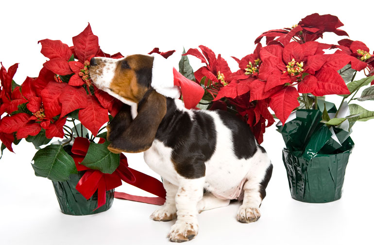 7. Decorating with poinsettias