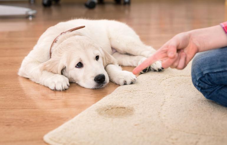 50. Rubbing your dog’s nose in their poop post accident
