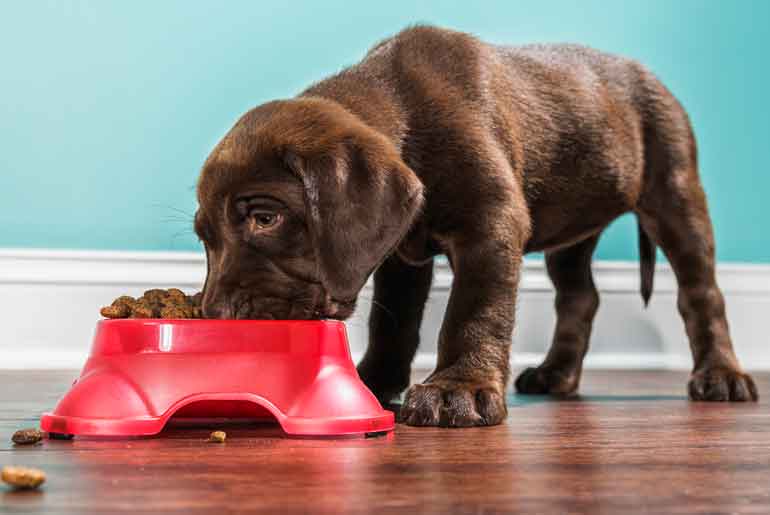 14. They wash their pet’s food bowl