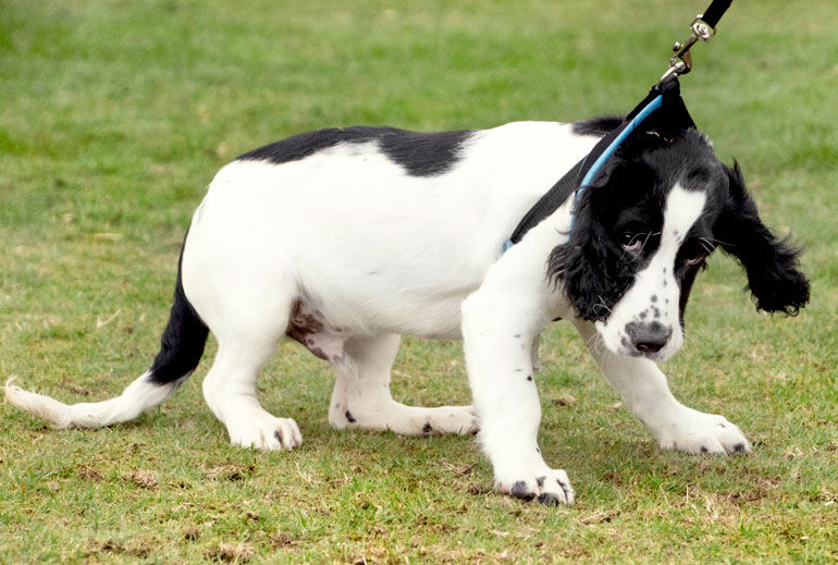 19. Treating the leash as a torture device